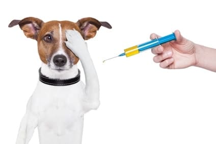 Вакцинация собак на дому